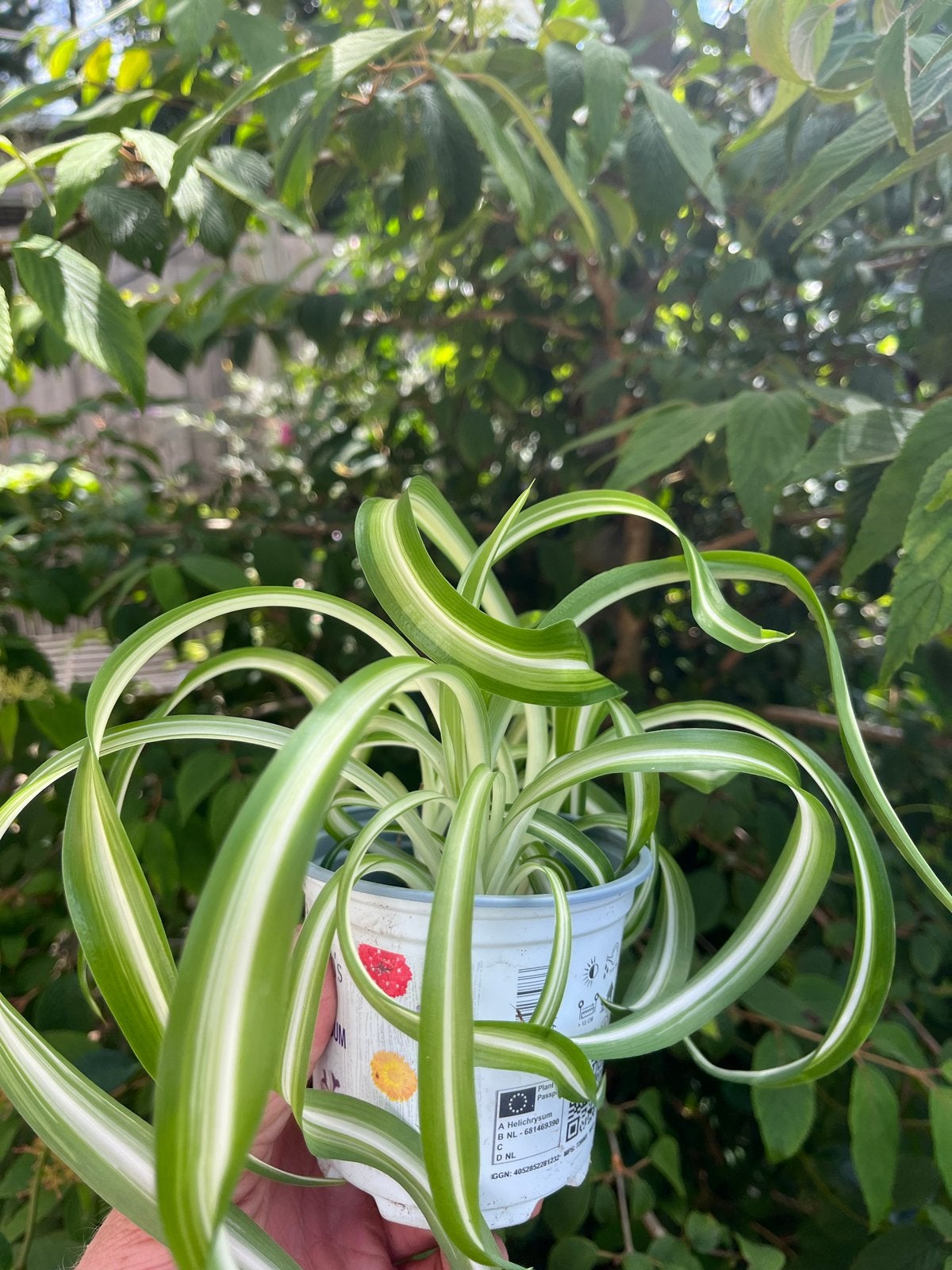 5x Krul-Graslelie plantjes  (Chlorophytum Bonnie), Overige soorten, Vaste plant, Ophalen of Verzenden, Bloeit niet