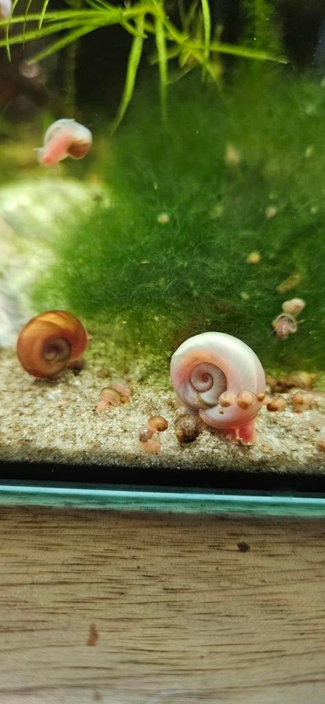 (📨 📬) Diverse kleuren jonge posthoornslak / aquariumslakke, Dieren en Toebehoren, Vissen | Aquariumvissen, Slak of Weekdier