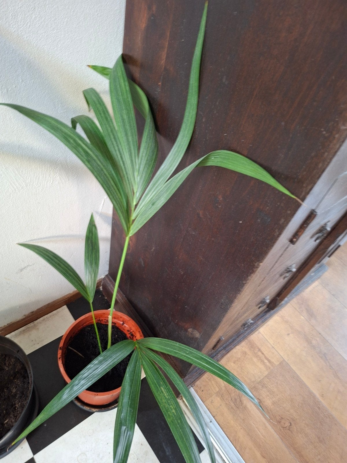 Jonge Palmplant in Pot - Groene Kamerplant, Ophalen