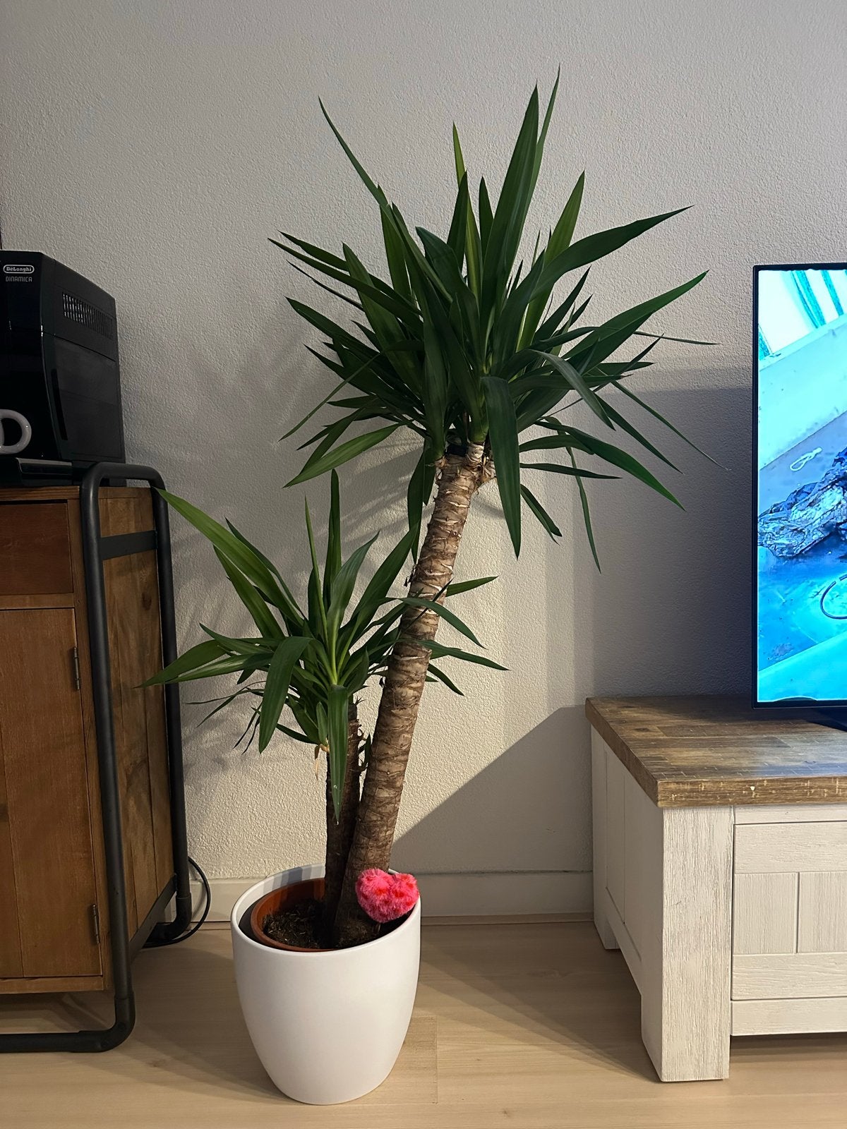 Grote Yucca kamerplant in pot, Huis en Inrichting, Kamerplanten, Ophalen of Verzenden, In pot, Yucca, 150 tot 200 cm