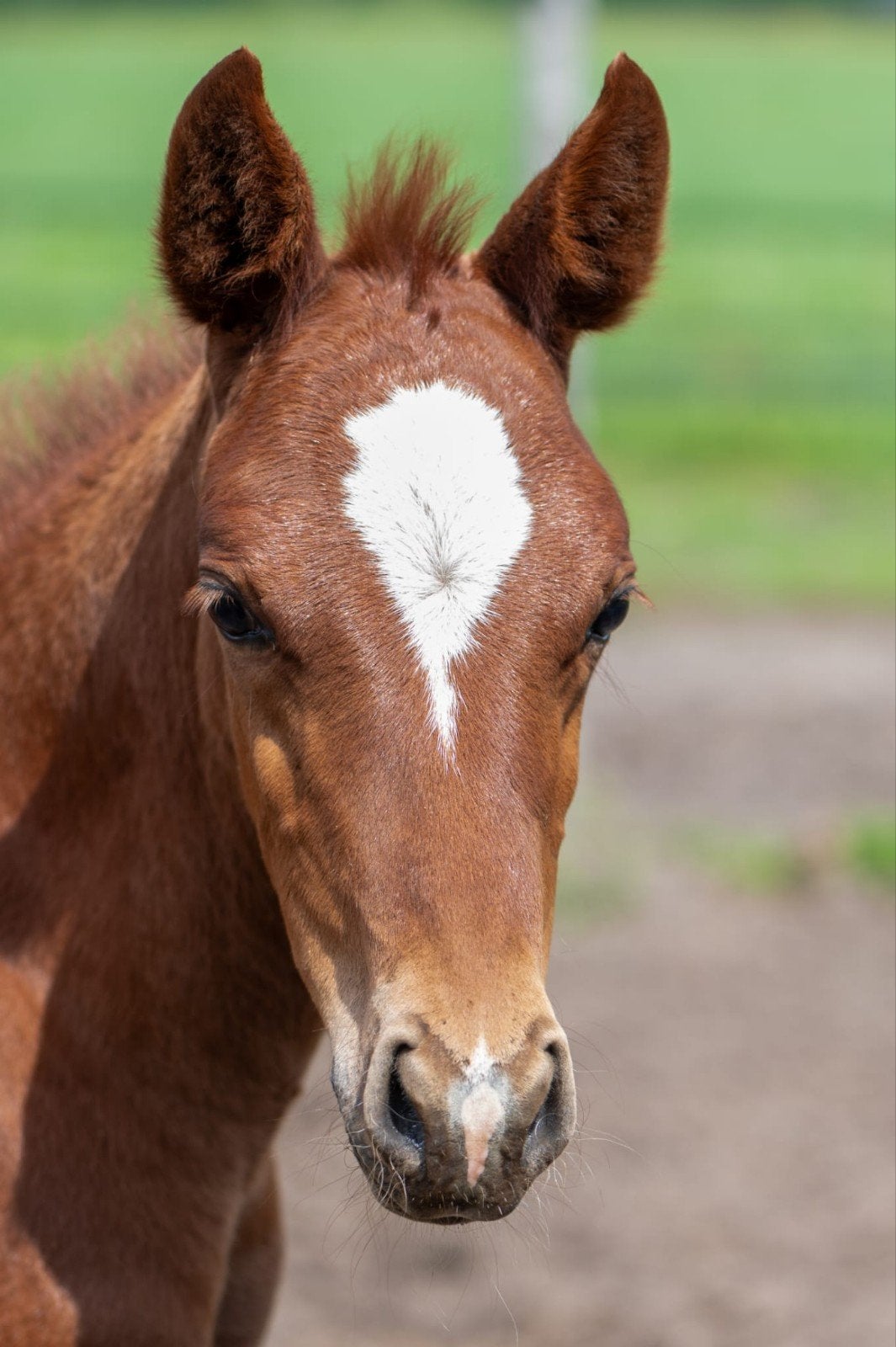 Hengstveulen NRPS Springpony v. Kwaliteit van Orchid's, Met stamboom, Springpony, 0 tot 2 jaar, Hengst