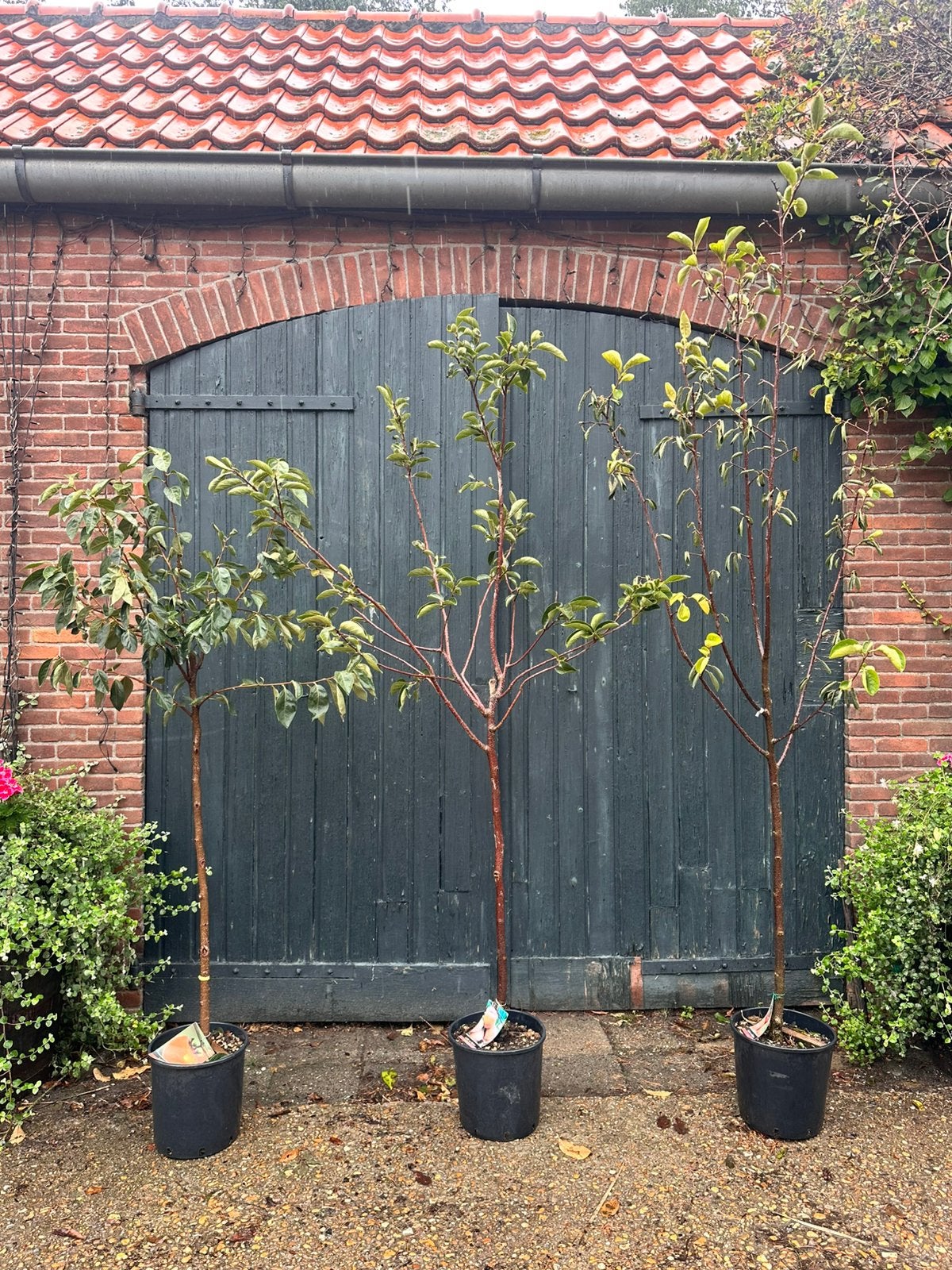 Halfstam kaki boompjes, Ophalen, Minder dan 100 cm