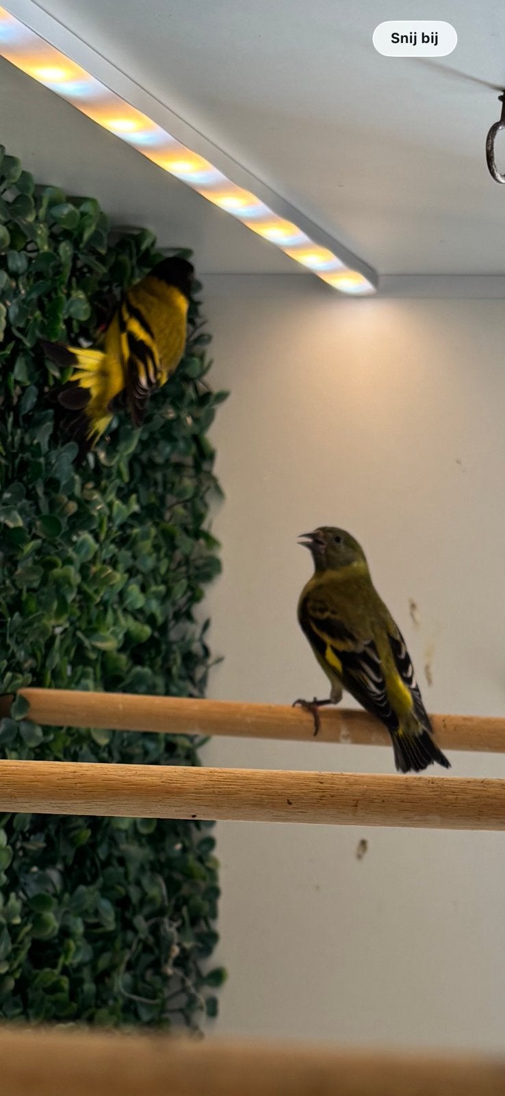 Zwartkopsijs koppel 2025, Dieren en Toebehoren, Vogels | Overige Vogels, Meerdere dieren