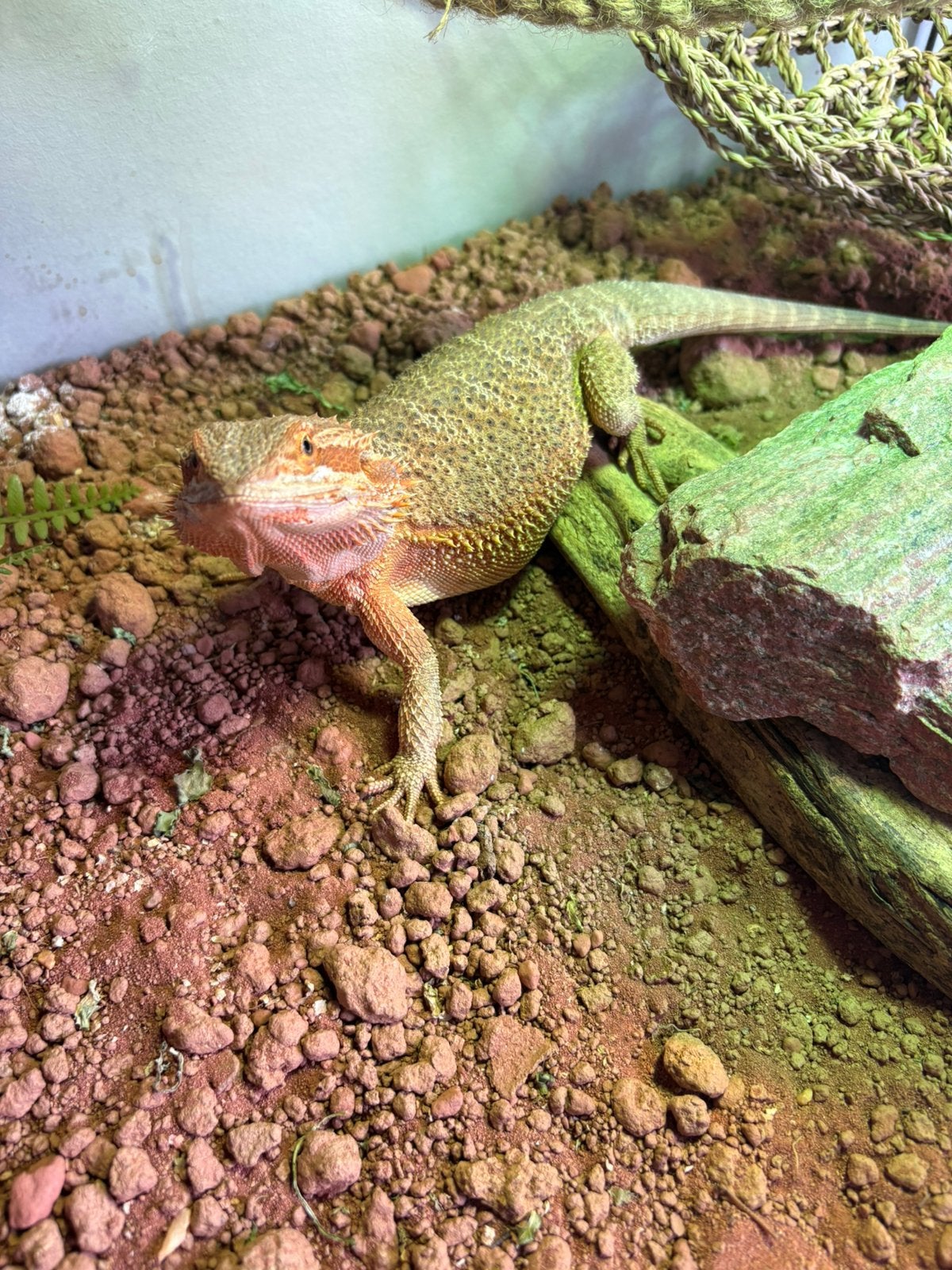Baardagaam, 1jr. Bearded Dragon - female for sale from Vincent