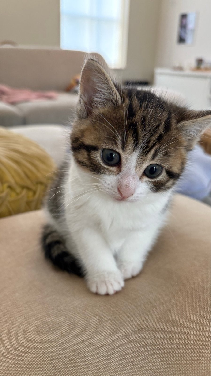 Kittens, Meerdere dieren