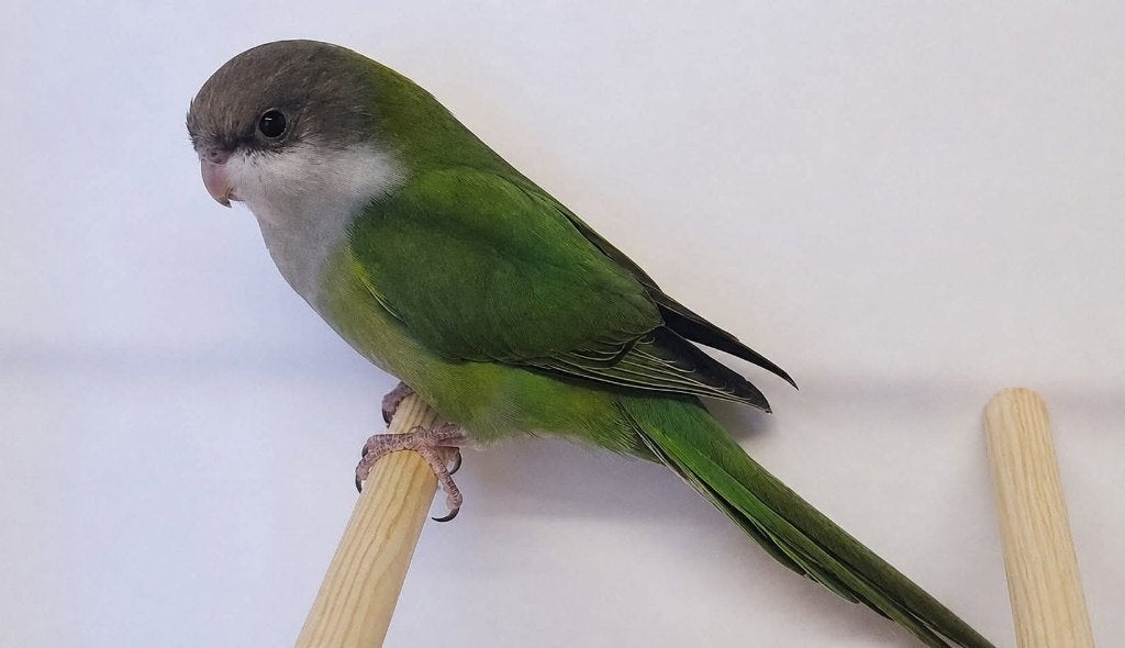 Aymara, Meerdere dieren, Parkiet