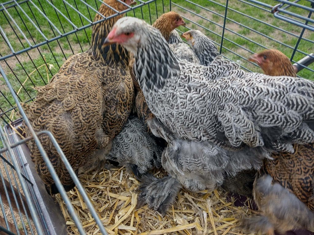 brahma kippen, Dieren en Toebehoren, Meerdere dieren, Kip