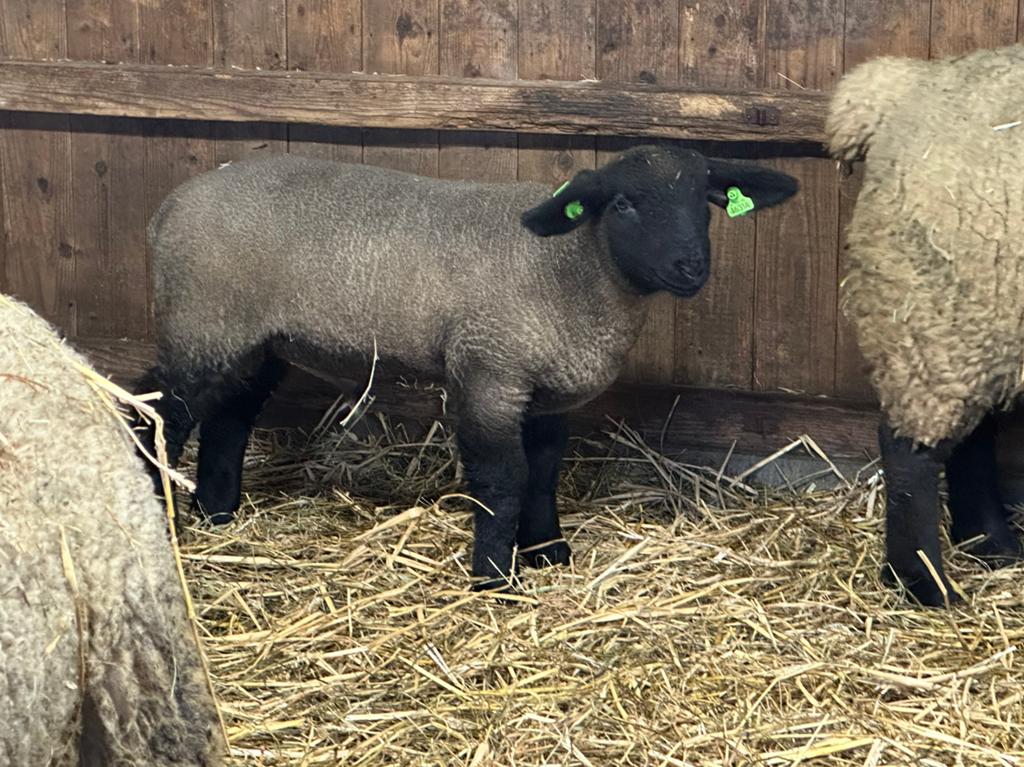 Mooie suffolk ram van drieling, Eén persoon, Overige typen