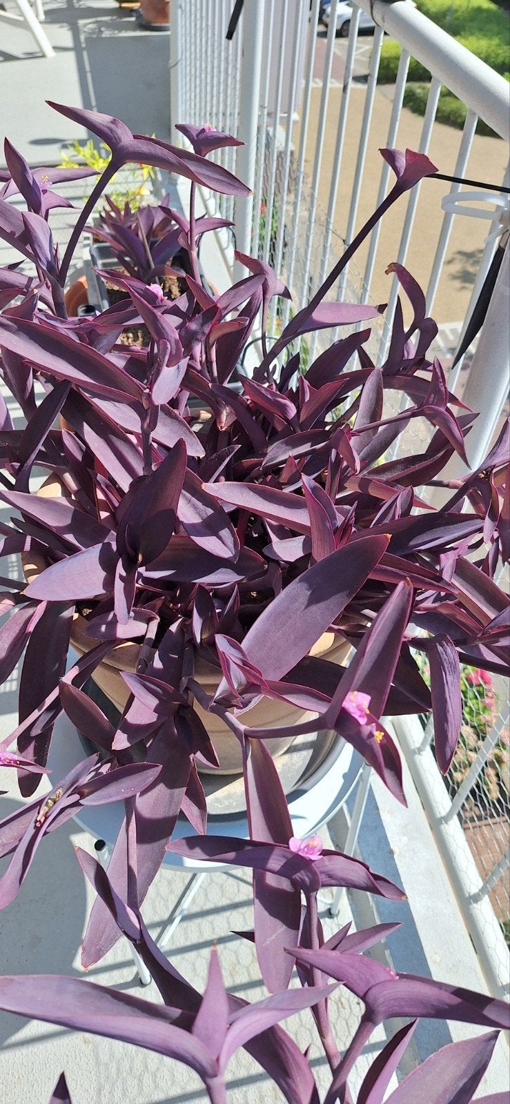 Tradescantia pallida stekkies, Ophalen, Overige soorten, Volle zon