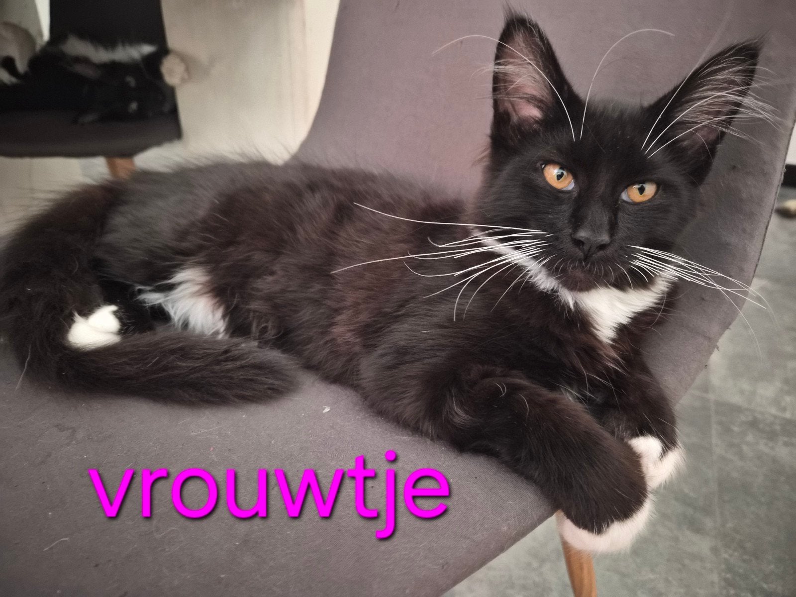100% MAINCOON RASZUIVER.  MOGEN VERHUIZING   nog 3 kittens, Dieren en Toebehoren, Meerdere dieren, Gechipt, 0 tot 2 jaar