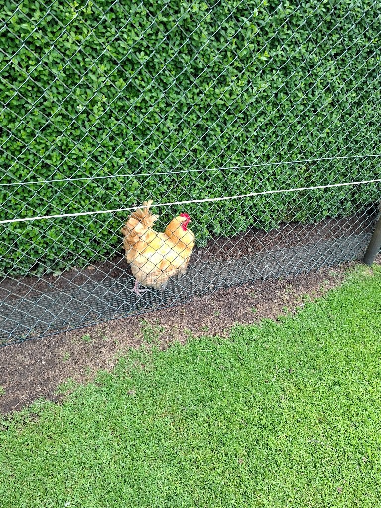 Orpiton haan, Dieren en Toebehoren, Pluimvee, Mannelijk, Kip