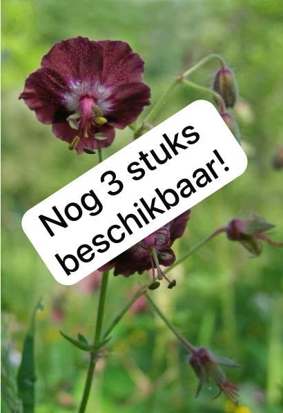 Inheems: donker rode geranium phaeum / ooievaarsbek, Volle zon, Vaste plant, Lente, Ophalen