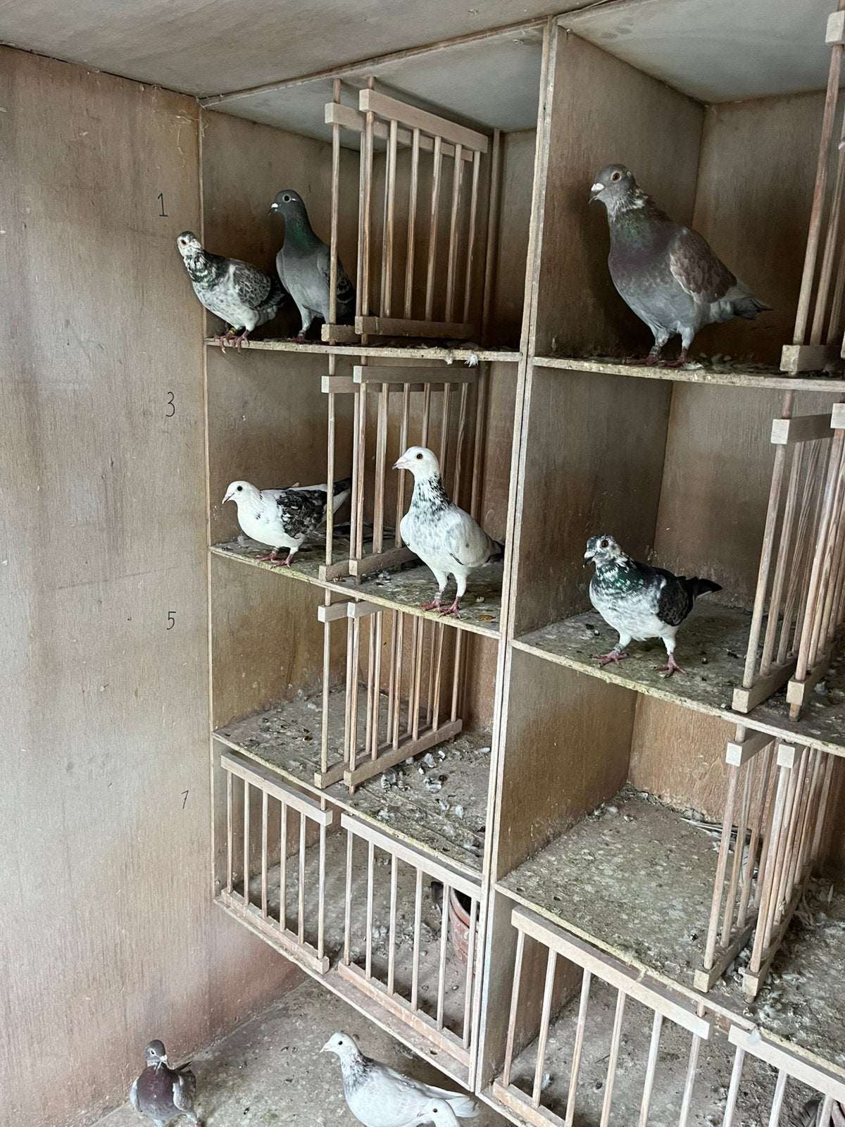Mooi koppel kleurpostduiven, Meerdere dieren, Postduif