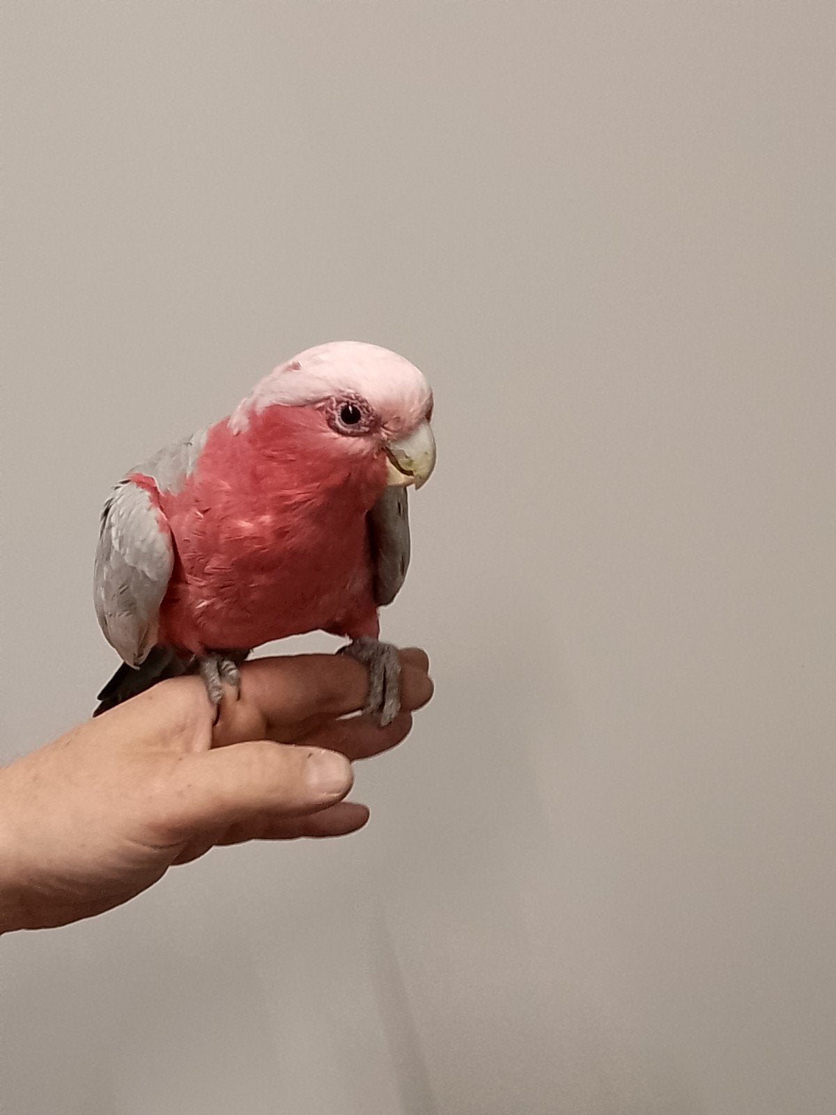 Jonge tamme baby Rose Kakatoes met DNA en getest op alle zie, Meerdere dieren, Papegaai, Geringd
