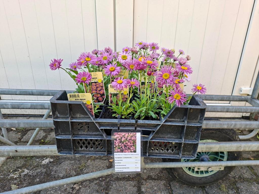 Bloeiende Aster alpinus 'Happy End' (Alpen aster) in pot!, Ophalen, Overige soorten, Volle zon