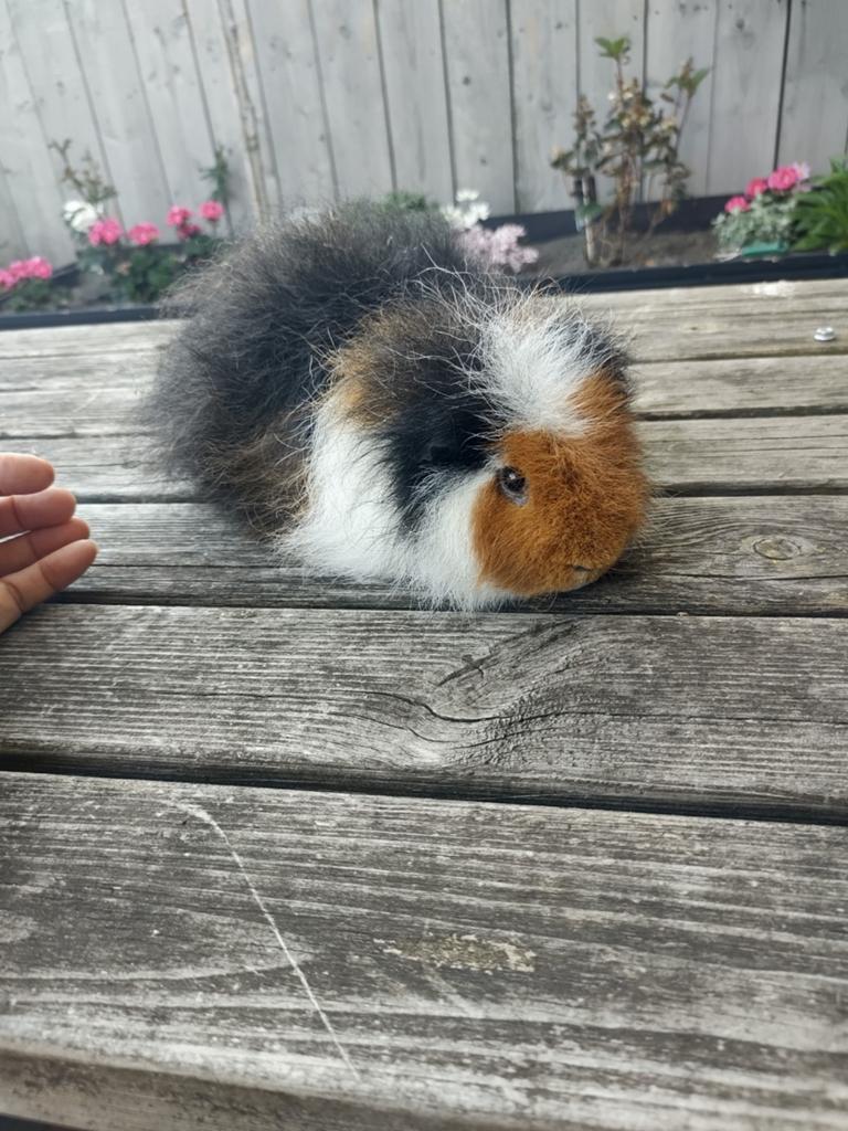 Raszuivere, driekleur CH Teddy cavia, beer, April, Mannelijk, Cavia