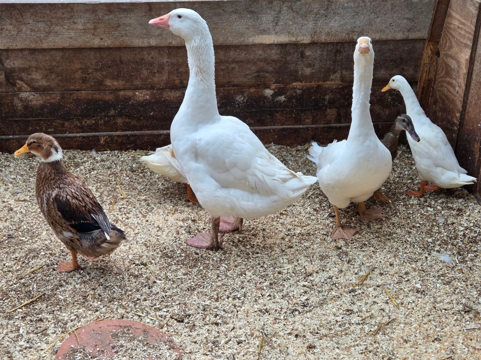 koppel witte ganzen en 2 koppels eenden, Meerdere dieren, Gans of Zwaan