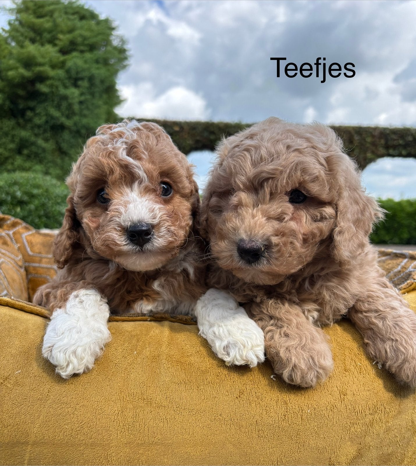 Labradoodle mini pups, Dieren en Toebehoren, Nederland, Overige rassen, 8 tot 15 weken, Meerdere