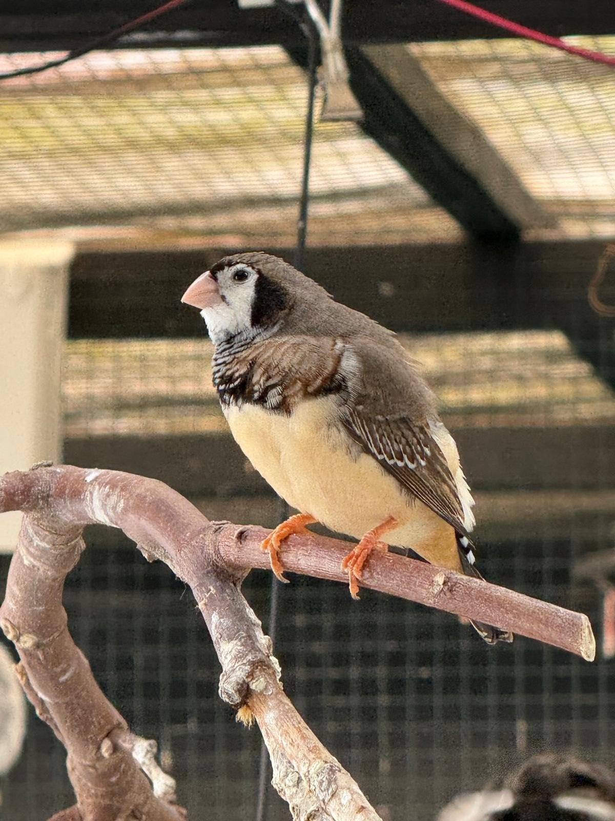 Kruising bichenow x zebravink, Meerdere dieren