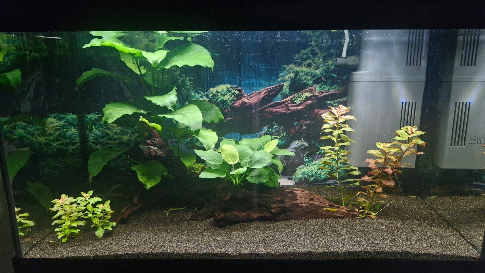 juwel 60 liter met kast, Ophalen, Overige typen, Zo goed als nieuw, Juwel