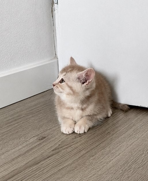 Britse korthaar kitten (kater), Dieren en Toebehoren, Katten en Kittens | Raskatten | Korthaar, Meerdere dieren, Ontwormd, 0 tot 2 jaar