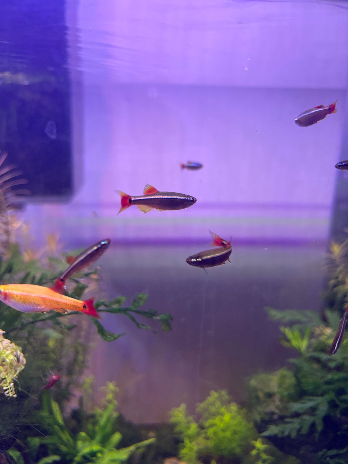 Chinese danios - eigen kweek, Dieren en Toebehoren, Vis