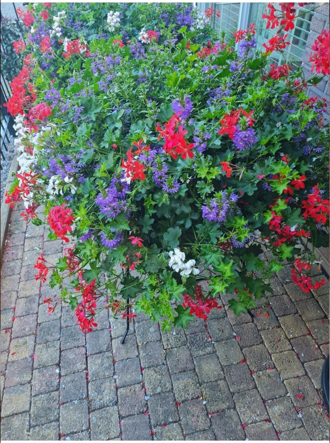 Kweekbak met Geraniums - Bloeit tot november, Ophalen, Kunststof, Zo goed als nieuw, Balkon
