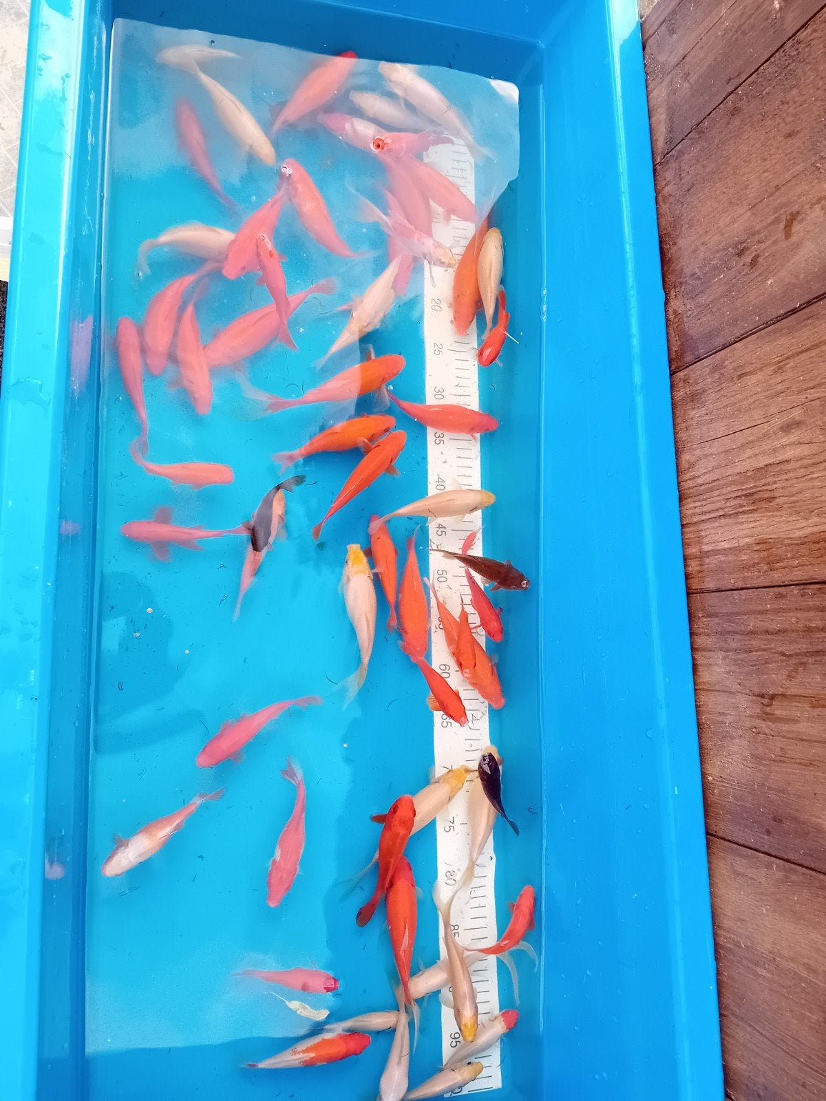 prachtige mix Goudvissen, Dieren en Toebehoren, Goudvis(sen)