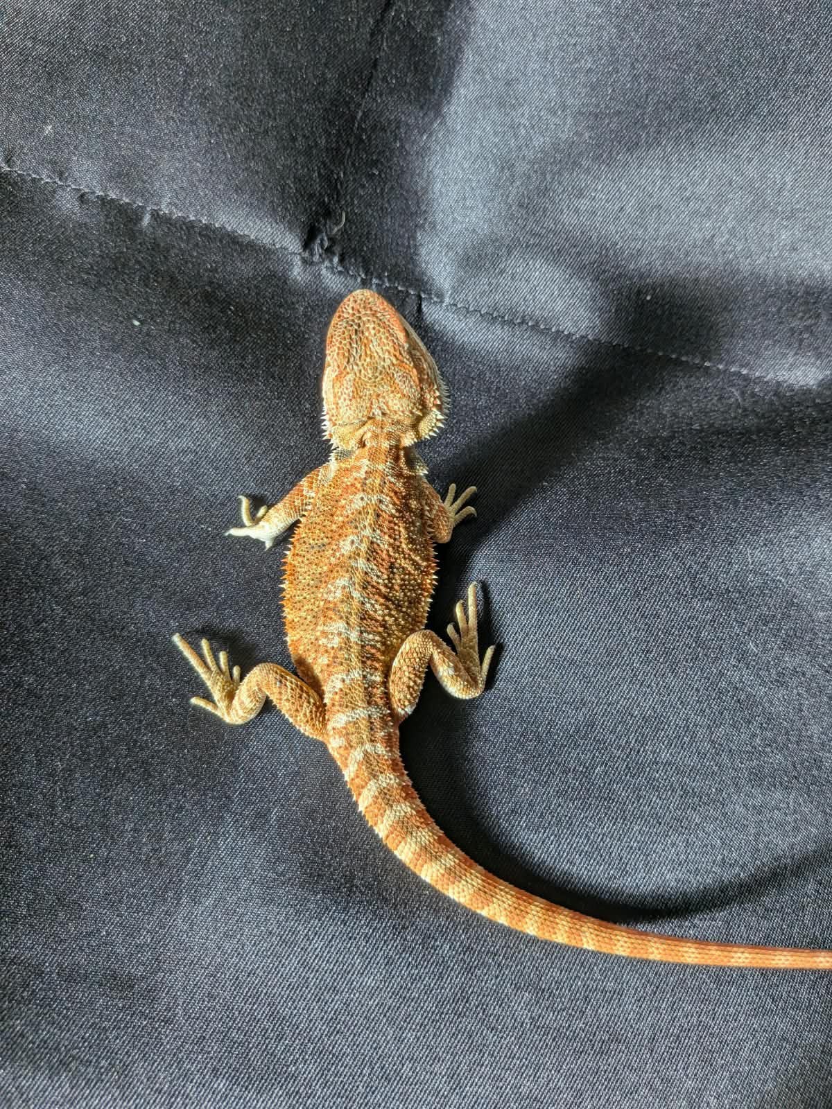 Baardagaam ( Pagona Vitticeps ) Bearded Dragon photo 10