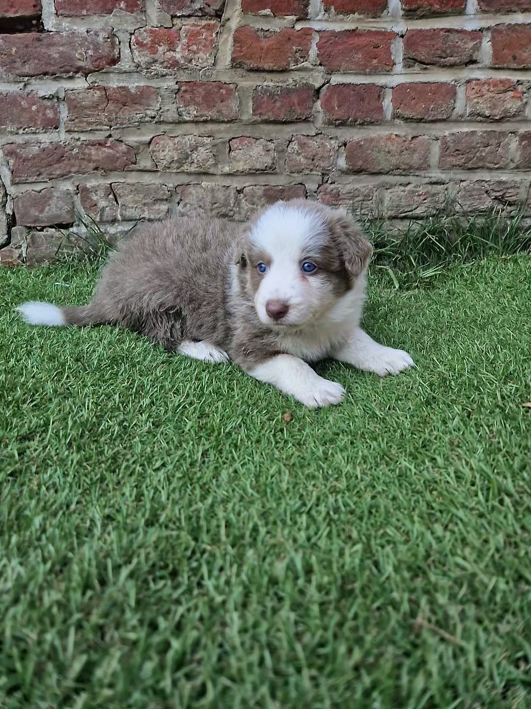 Knappe lilac border collies, Dieren en Toebehoren, Honden | Herdershonden en Veedrijvers, Parvo, België, Particulier, 8 tot 15 weken