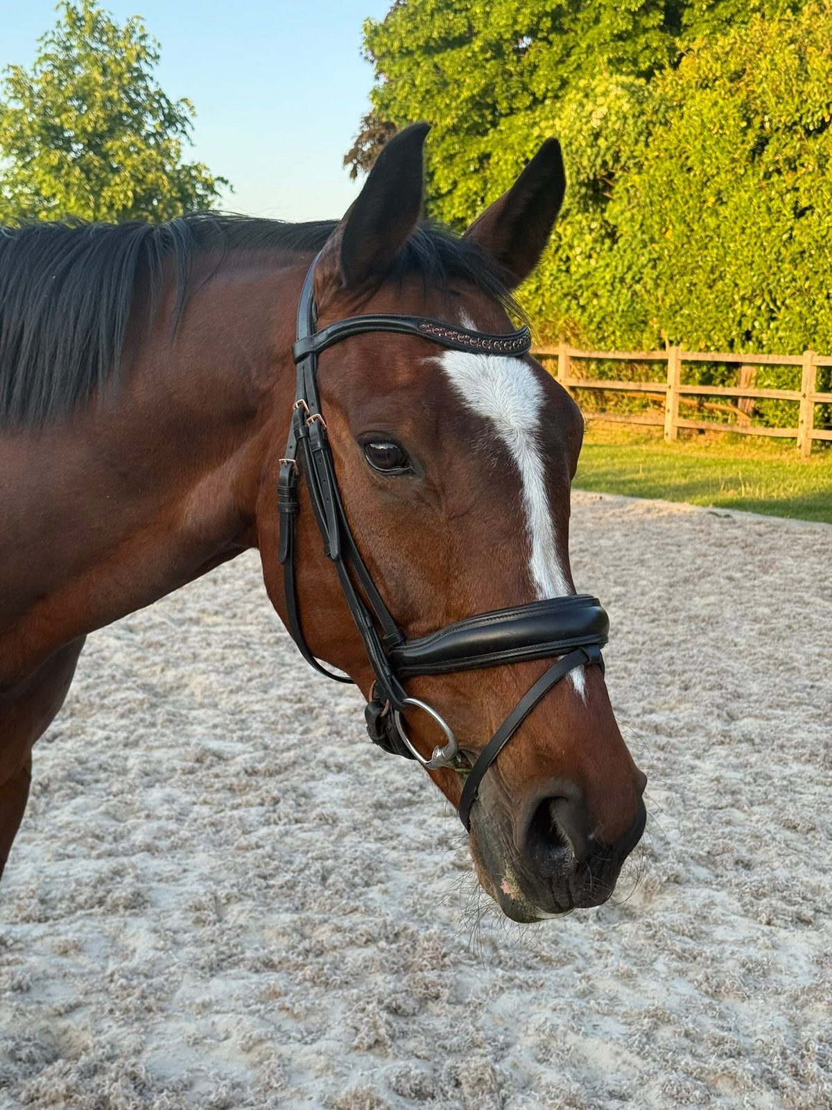 Lease paard aangeboden, Verzorging of Verzorgpony's