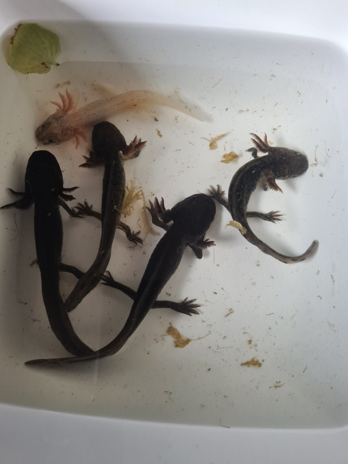 jonge axolotls, Dieren en Toebehoren, 0 tot 2 jaar