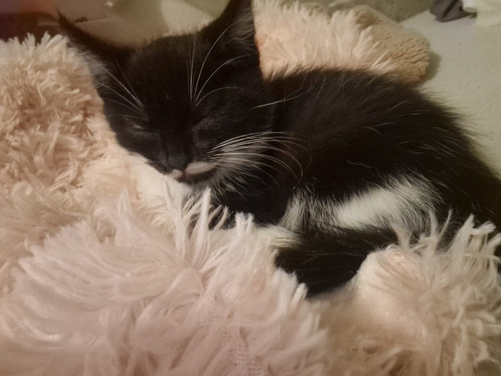 kitten, Kortharig