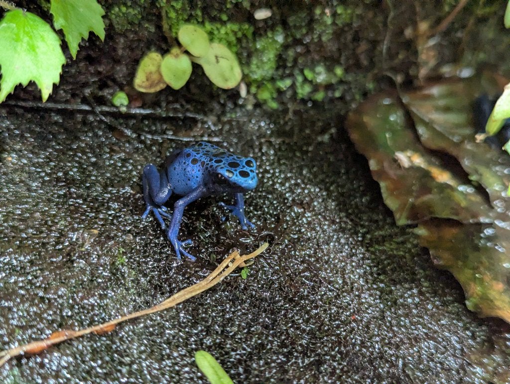 0.0.3 Dendrobates tinctorius azureus, Amfibie, 0 tot 2 jaar