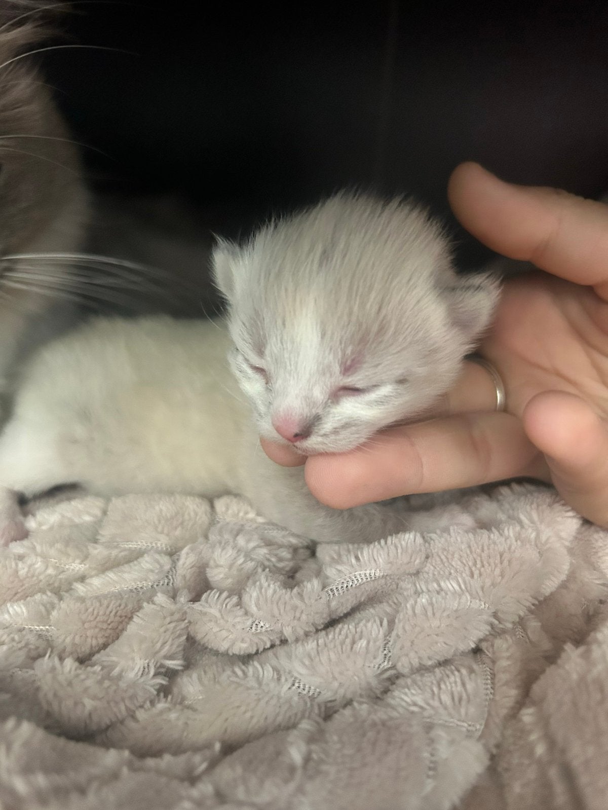 Kittens, Dieren en Toebehoren, Katten en Kittens | Overige Katten, Meerdere dieren