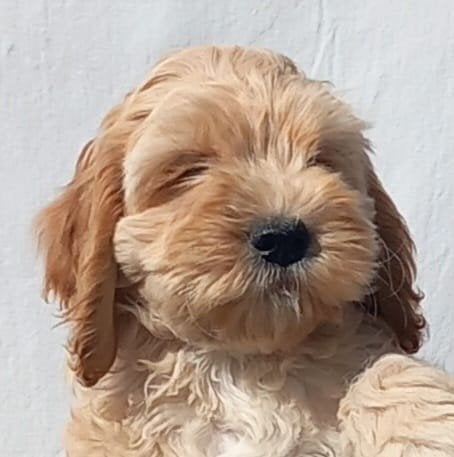 Exclusieve Amerikaanse Cockapoo pups, Dieren en Toebehoren, Parvo, Overige rassen, 8 tot 15 weken, Meerdere