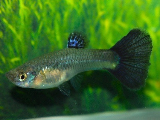 Hobbyaquarium Snakeskin Blue Grass  vrouwen, Vis, Zoetwatervis, Schoolvis
