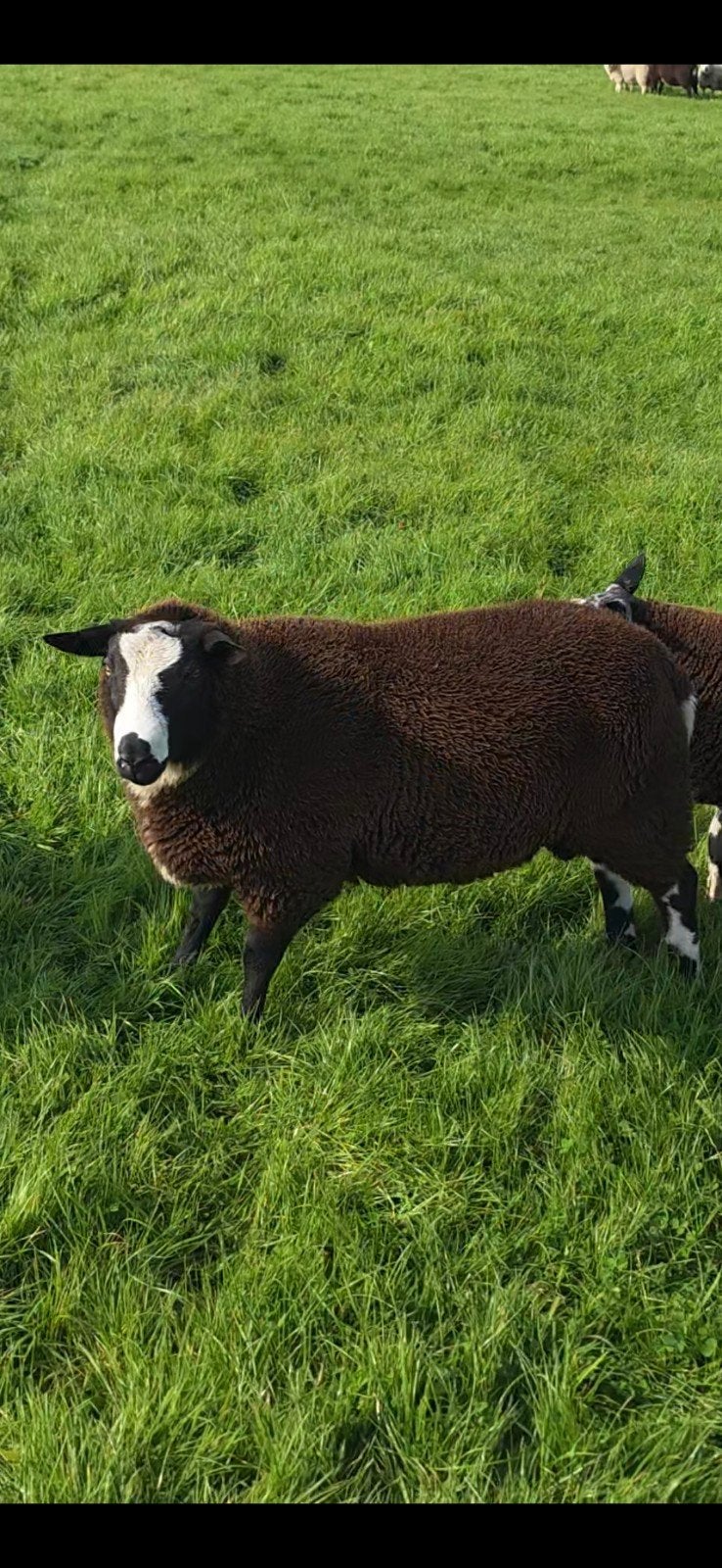 bont x zwartbles dekram, Dieren en Toebehoren