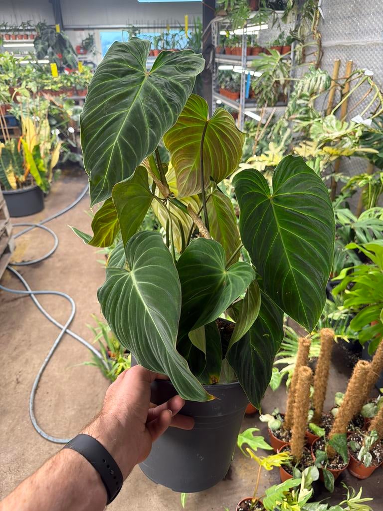 Philodendron splendid.  Pot 24 cm, Huis en Inrichting, Kamerplanten, Ophalen of Verzenden, Halfschaduw, Minder dan 100 cm