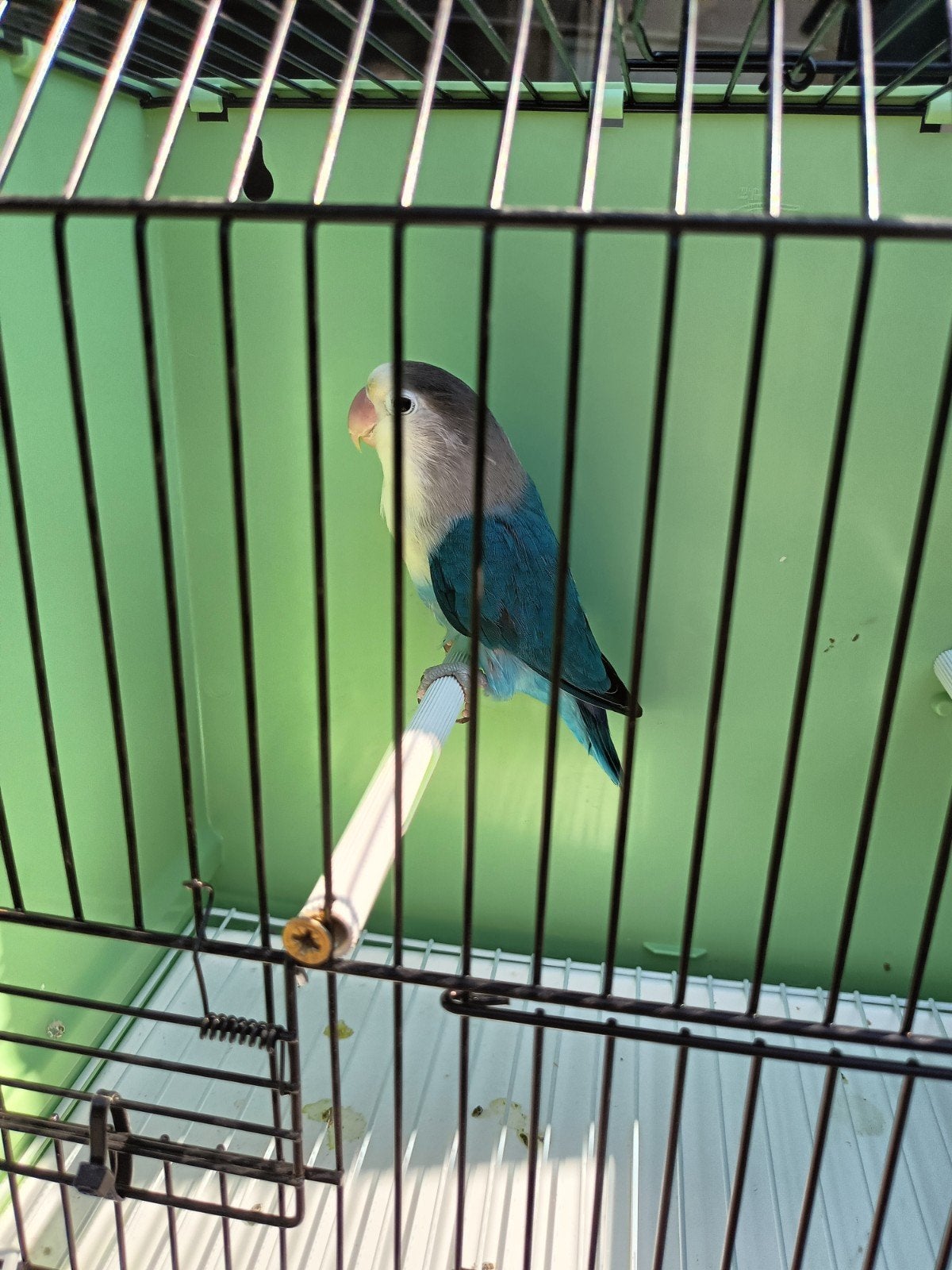 Blauwe Agapornis Fischeri, voor in een gezelschapsvoliere, Dieren en Toebehoren, Vrouwelijk, Dwergpapegaai of Agapornis, Geringd