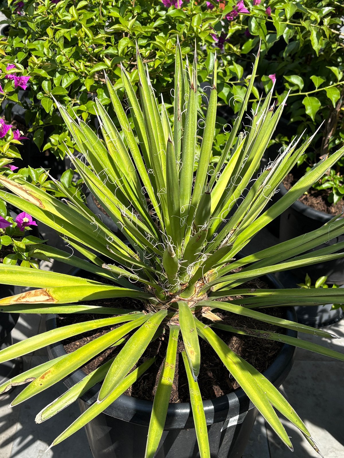 Prachtige yucca filifera in pot aangeboden!!, Volle zon, Vaste plant, Zomer, Ophalen
