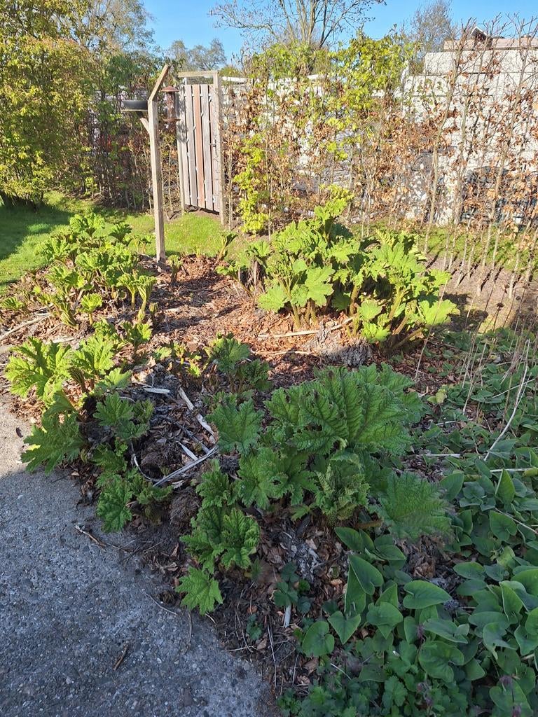 Gunnera Manicata, Tuin en Terras, Planten | Tuinplanten, Vaste plant, Halfschaduw, Zomer, Ophalen
