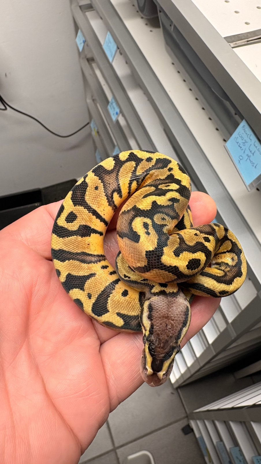 Ball python pastel red stripe 100% het desert ghost Ball Python - unknown for sale from KAS