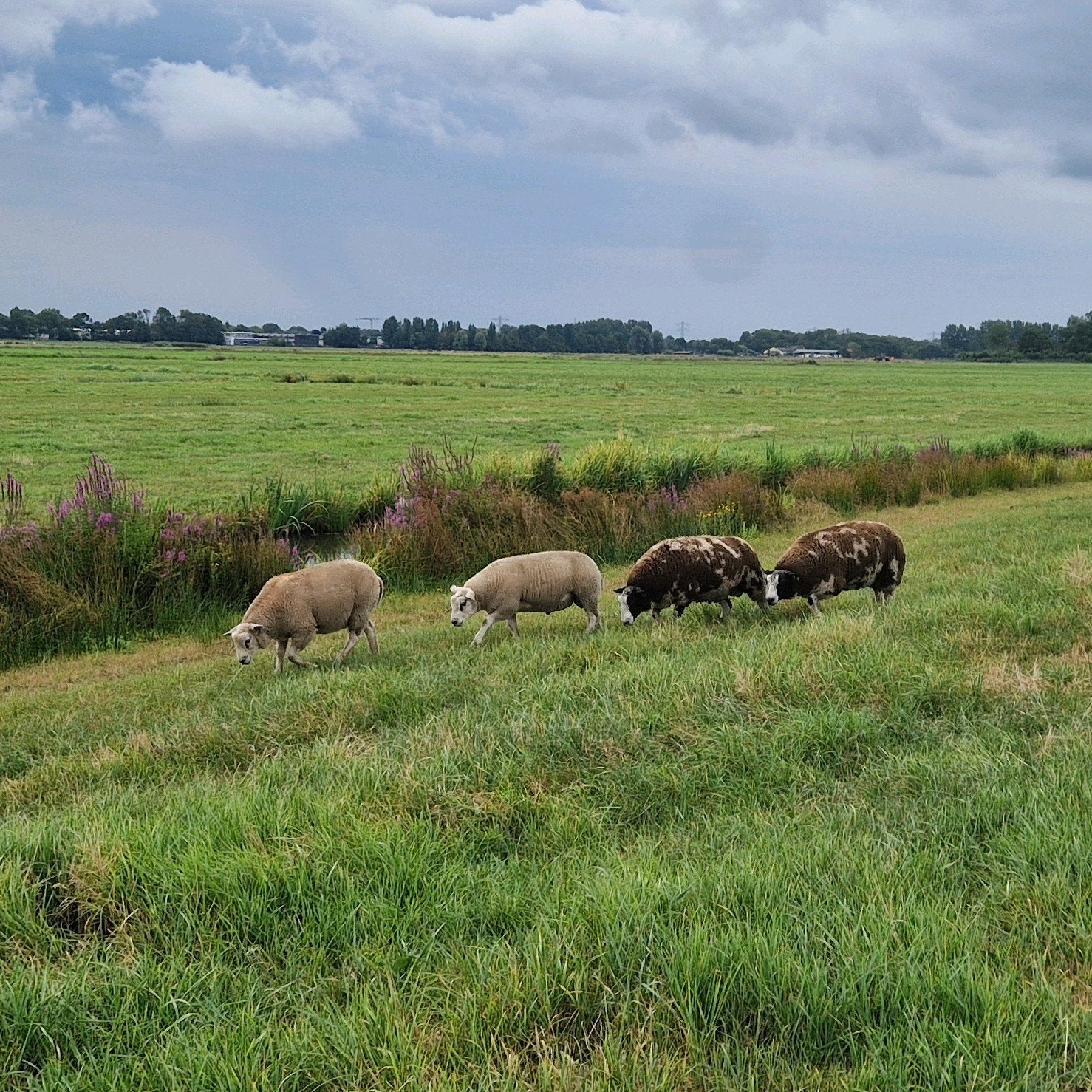 Dekrammen, Mannelijk, Schaap, 0 tot 2 jaar