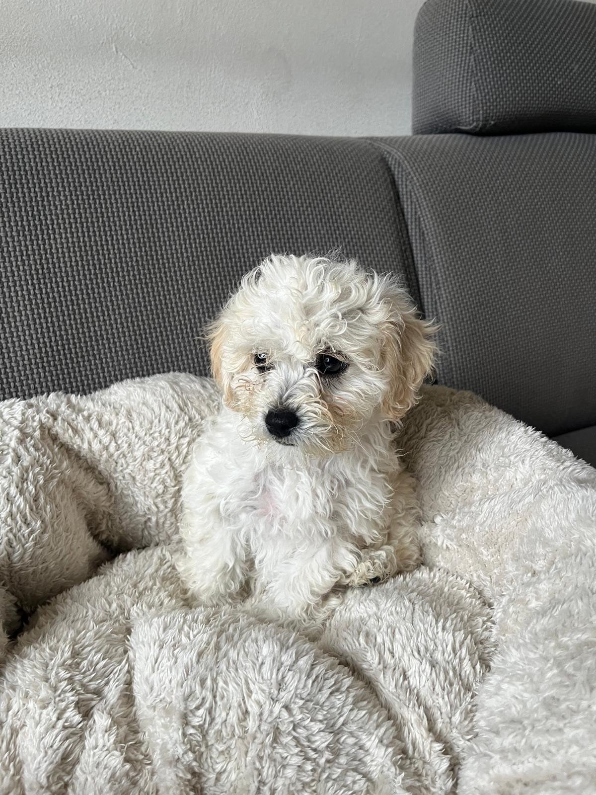 🐾 maltipoo pups  🐾🩷💙💙💙, Dieren en Toebehoren, Parvo, Overige rassen, 8 tot 15 weken, Meerdere