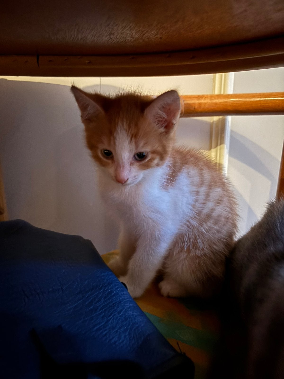 Twee jonge kittens, Dieren en Toebehoren, Kater, Kortharig, 0 tot 2 jaar