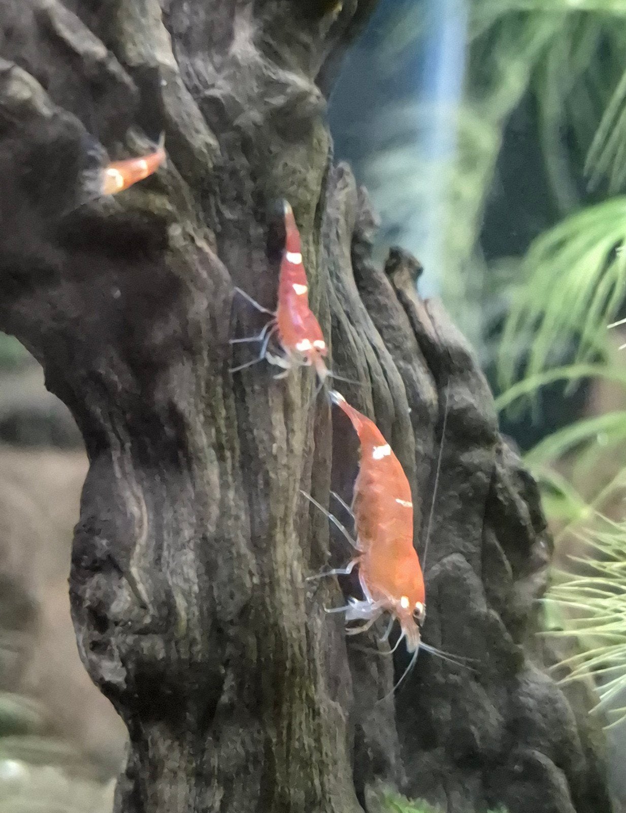 Caridina Super Crystal Red osmosewater, Kreeft, Krab of Garnaal, Zoetwatervis, Schoolvis