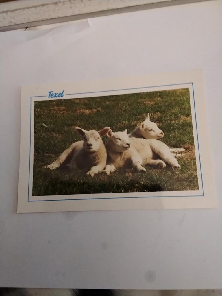 TEXEL. SCHAPEN, Ophalen of Verzenden, Waddeneilanden