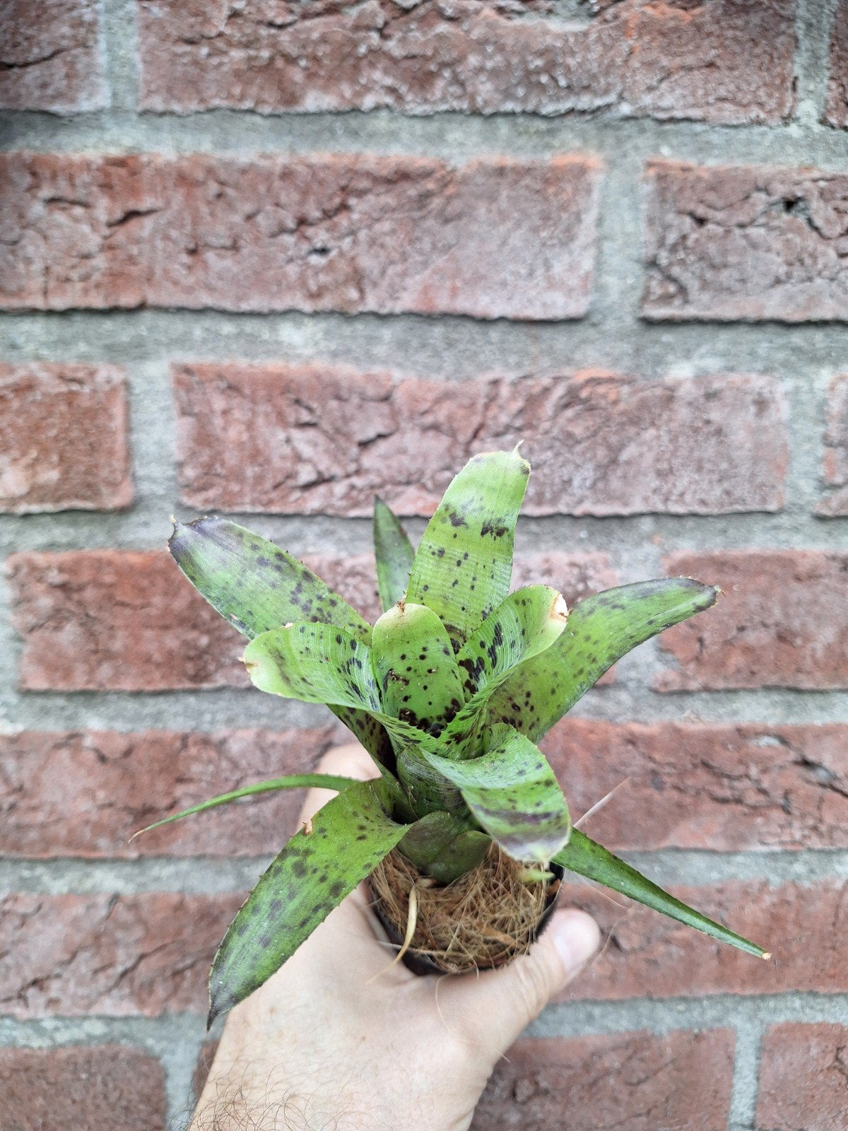 neoregelia pauciflora, Ophalen of Verzenden, Halfschaduw, Minder dan 100 cm