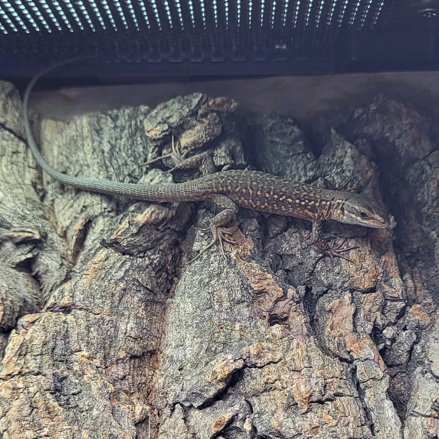 Podarcis siculus klemmeri, Hagedis, Met terrarium, 0 tot 2 jaar